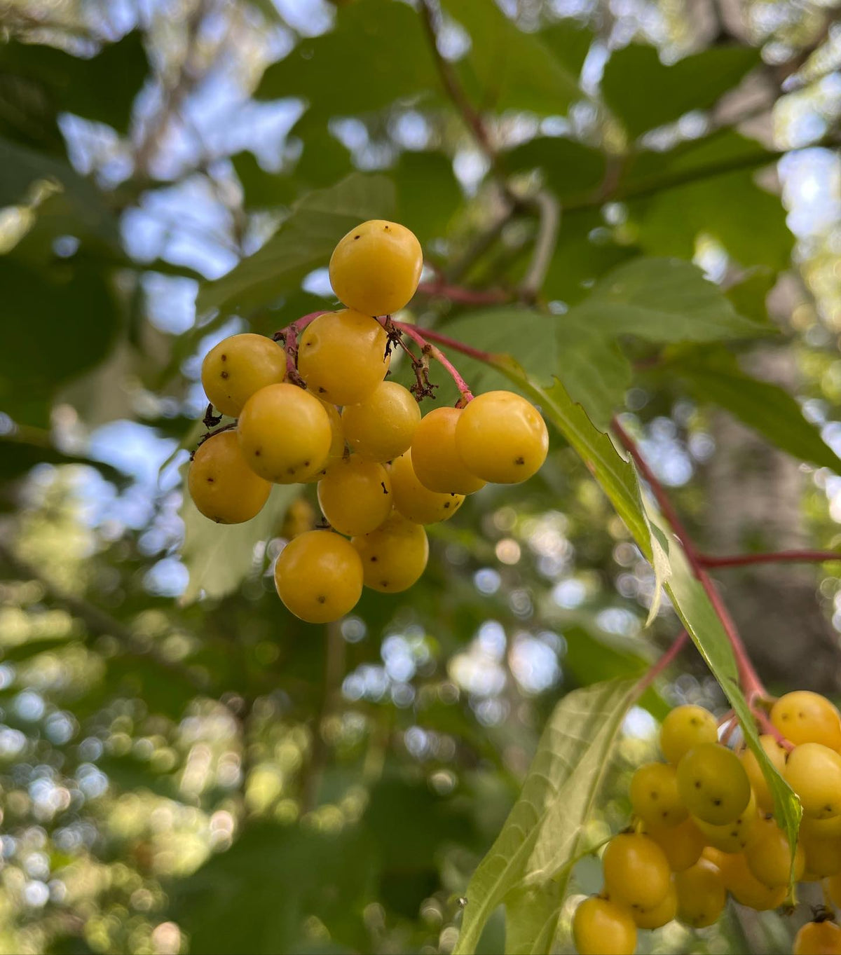 Los frutos del viburno empiezan a madurar; en un par de semanas serán de un rojo brillante #highbushcranberry