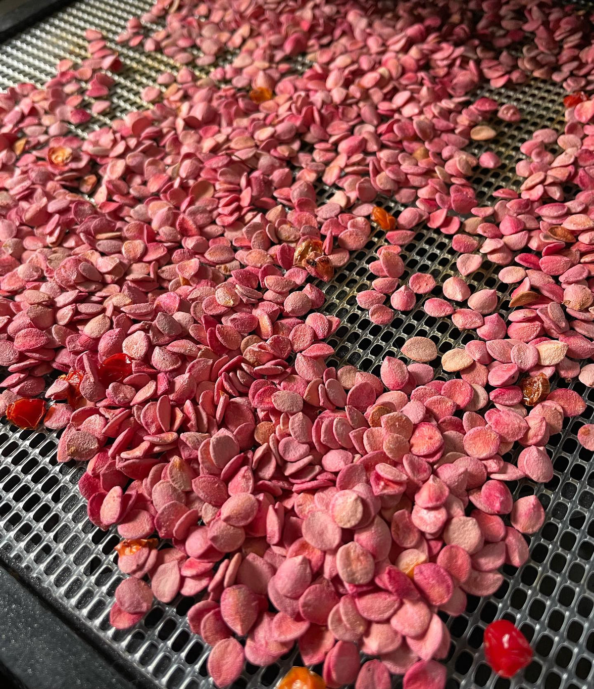 Graines de viorne trilobée en cours de séchage, image 1 sur 3