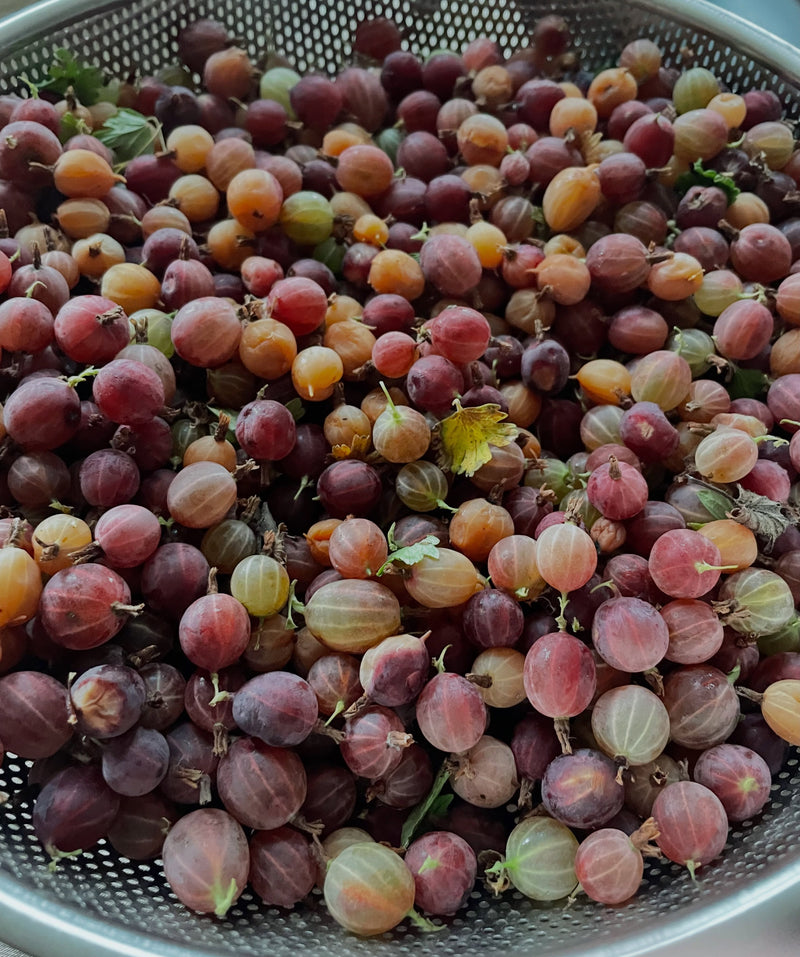Hinnomaki Red Gooseberry