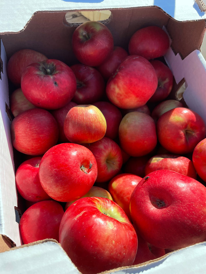Honeycrisp apple fruit
