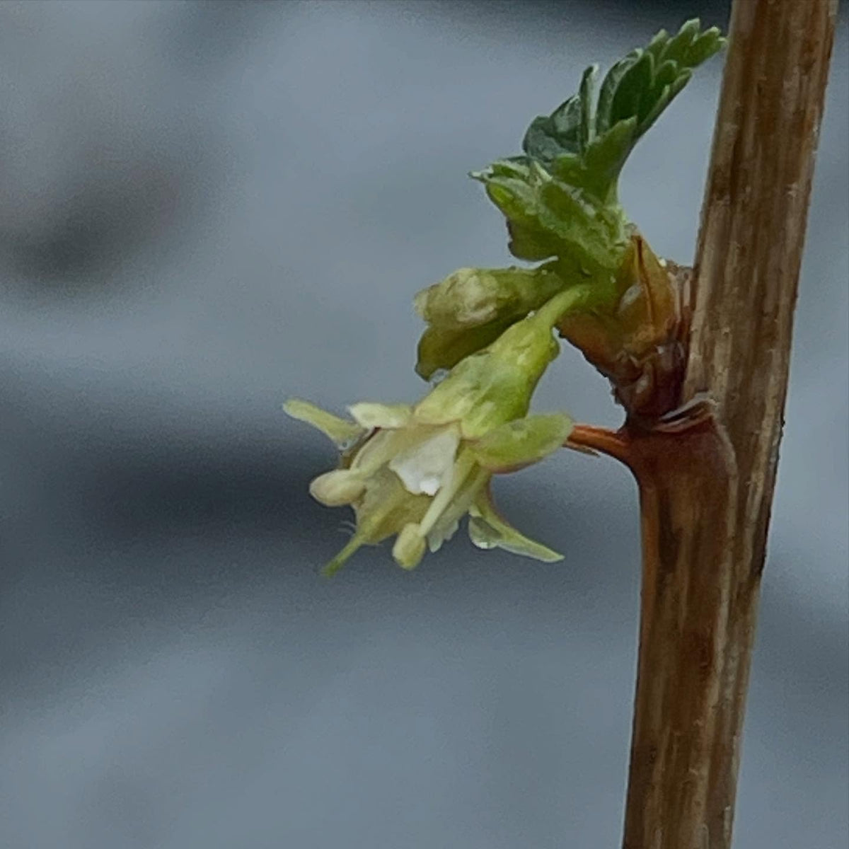 Je possède une collection de Ribes sauvages, cultivés à partir de boutures et maintenant assez âgés pour fleurir, image 1 sur 5