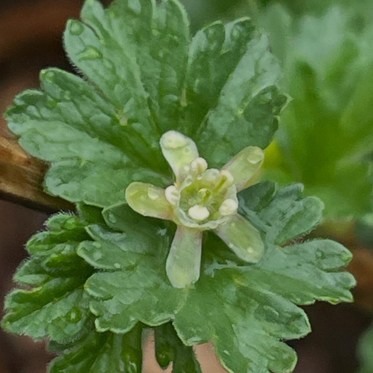 Je possède une collection de Ribes sauvages, cultivés à partir de boutures et maintenant assez âgés pour fleurir, image 2 sur 5