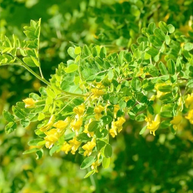 Caragana Hedge Pack, 5 plugs