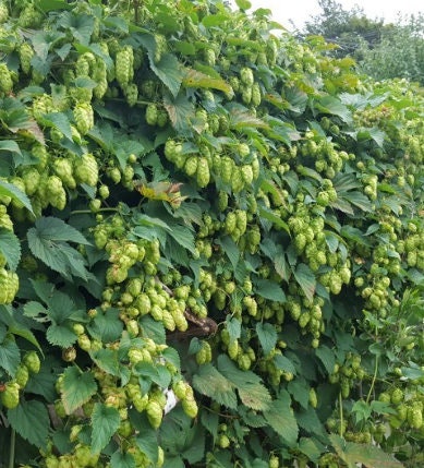 Semillas de lúpulo
