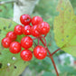Highbush Cranberry