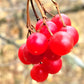 Highbush Cranberry