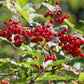 Highbush Cranberry