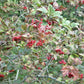 Highbush Cranberry
