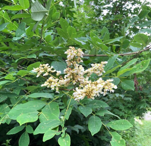 Amur Maackia Seeds