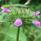 Wild Basil Seeds