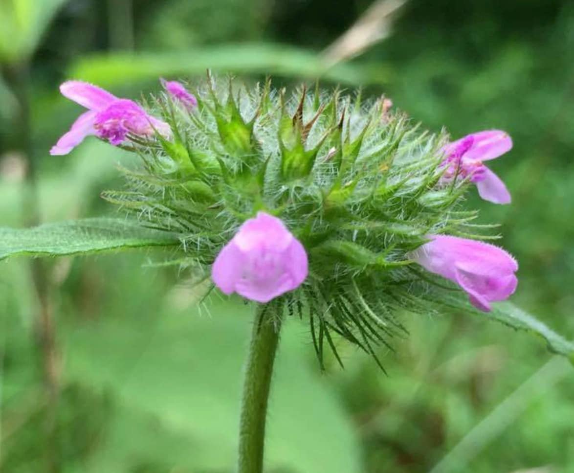 Wild Basil Seeds