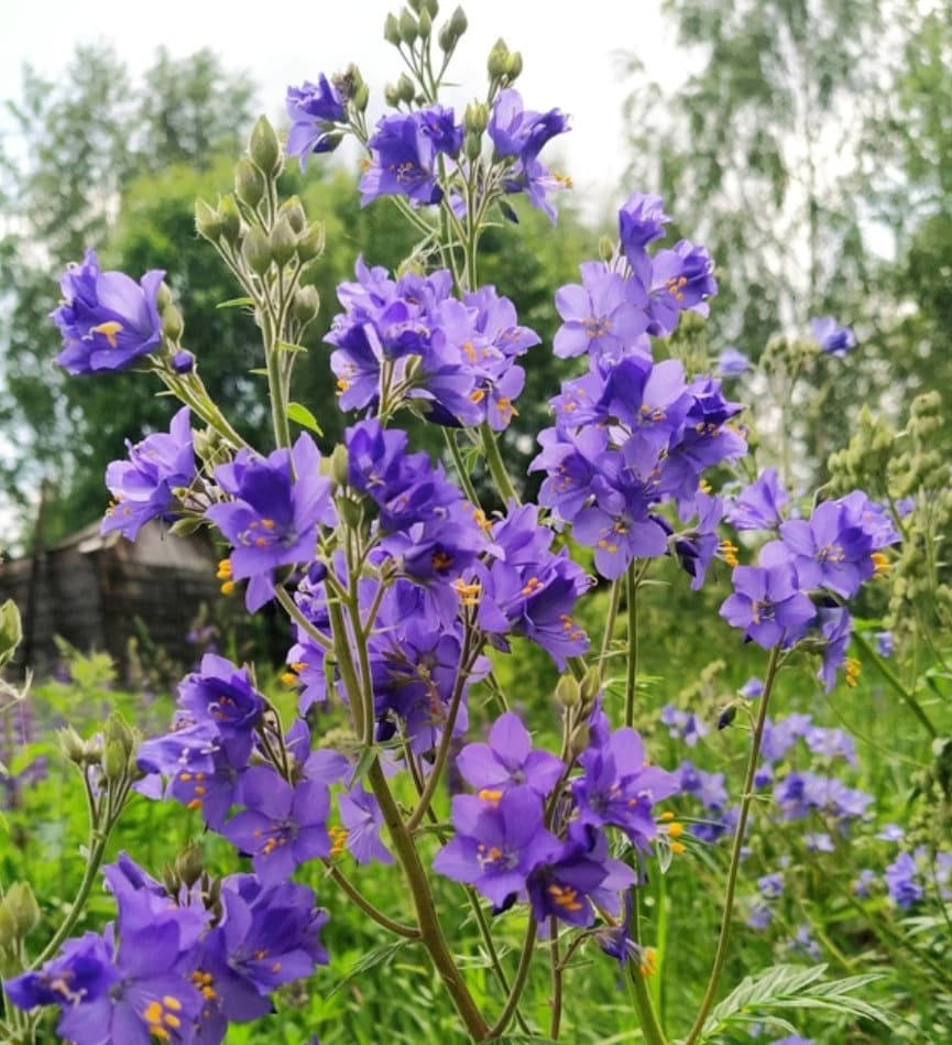 Jacob's Ladder Seeds