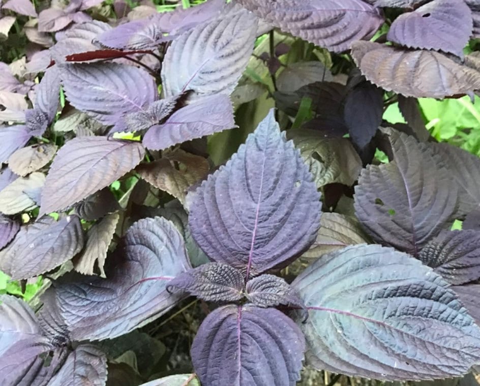 Purple Perilla (Shiso) Seeds