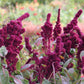 Elephant Head Amaranth Seeds