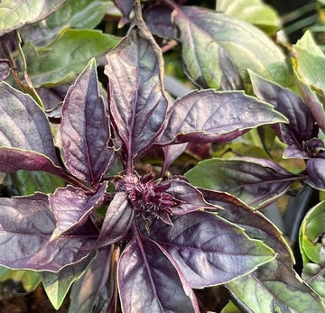 Red Rubin Basil Seeds