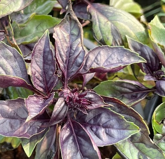 Red Rubin Basil Seeds