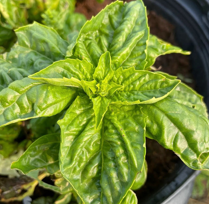 Toscano Basil Seeds