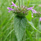 Wild Basil Seeds