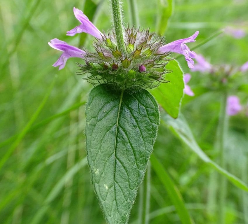 Wild Basil Seeds