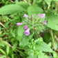 Wild Basil Seeds