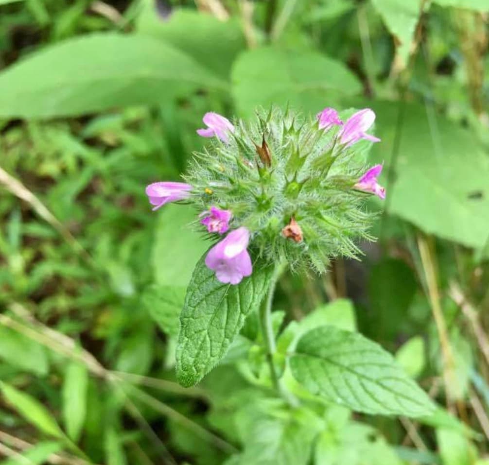 Wild Basil Seeds