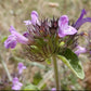 Wild Basil Seeds