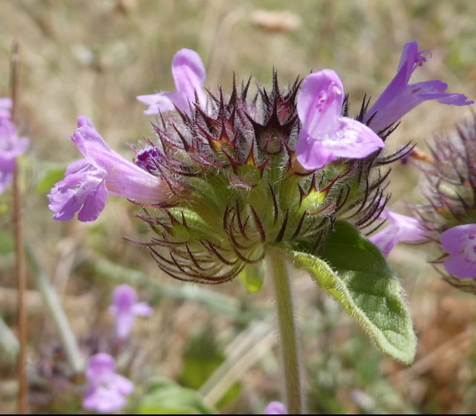 Wild Basil Seeds