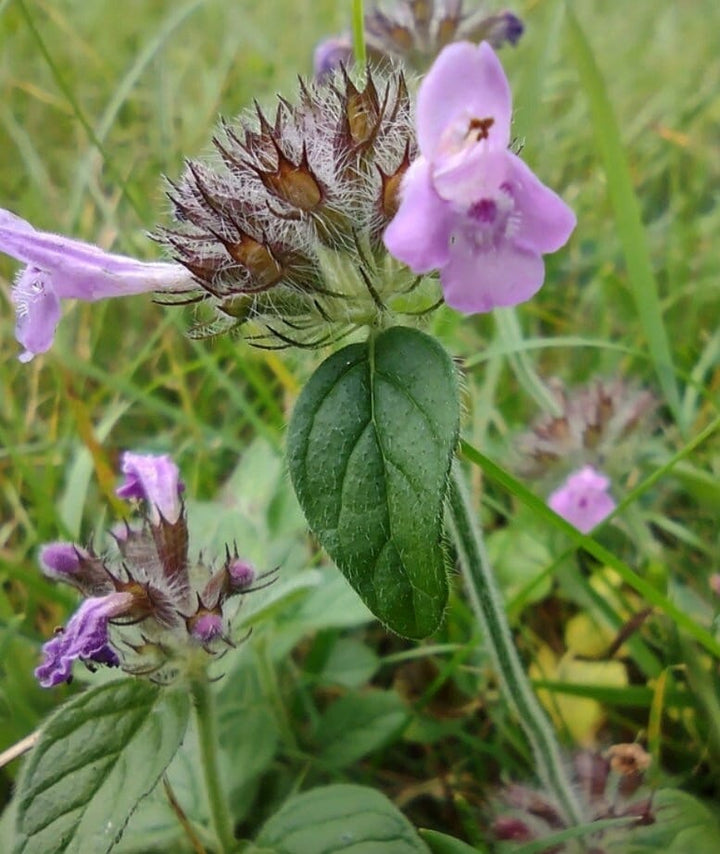 Wild Basil Seeds