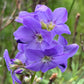 Jacob's Ladder, mature plant detail
