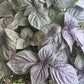 Purple Perilla (Shiso) Seeds
