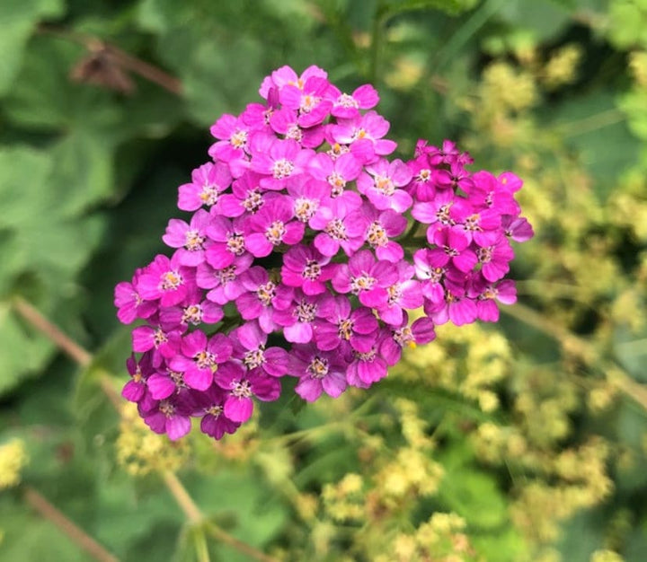 Red Yarrow Seeds