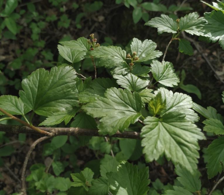 Alpine Currant Seeds