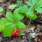 Bunchberry Seeds