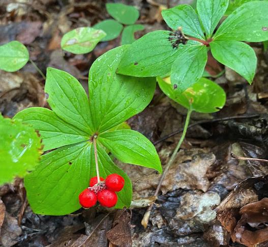 Bunchberry Seeds