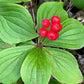 Bunchberry Seeds