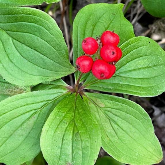 Bunchberry (Cornus canadensis)