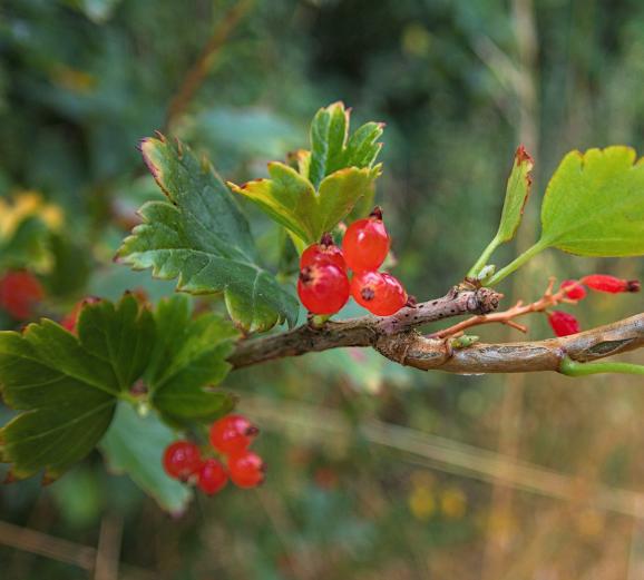 Alpine Currant Seeds
