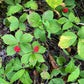 Bunchberry Seeds