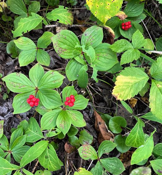Bunchberry Seeds