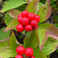 Bunchberry Seeds