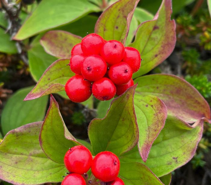 Bunchberry Seeds