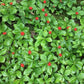 Bunchberry Seeds