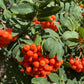 European Mountain Ash Seeds
