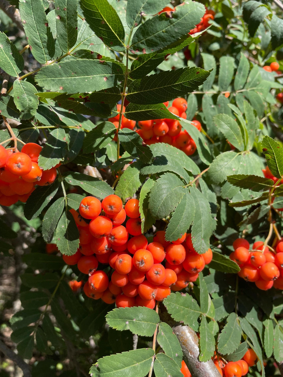 European Mountain Ash Seeds