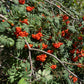 European Mountain Ash Seeds