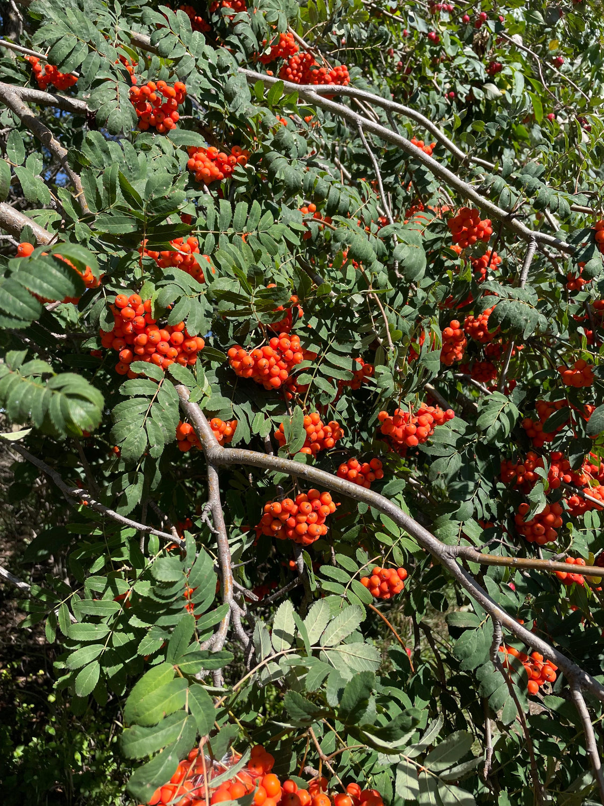 European Mountain Ash Seeds
