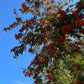 European Mountain Ash Seeds