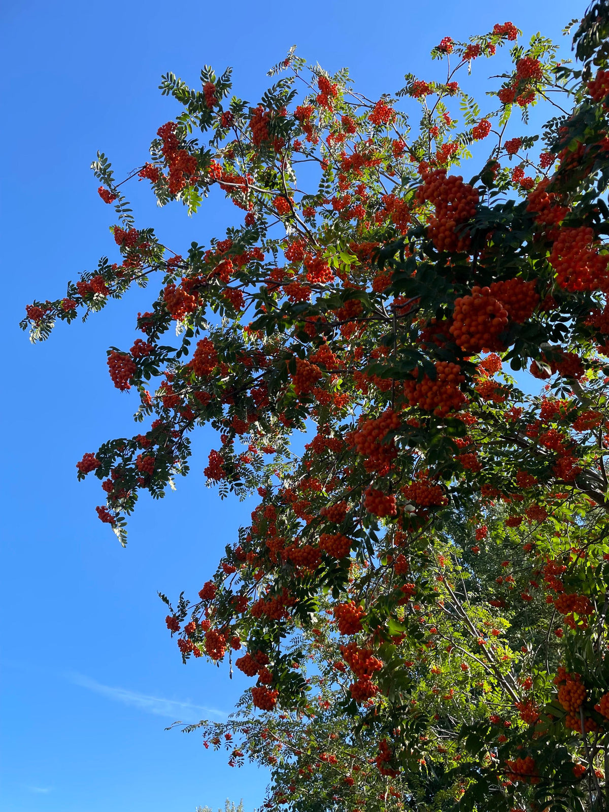 European Mountain Ash Seeds