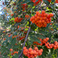 European Mountain Ash Seeds