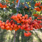 European Mountain Ash Seeds
